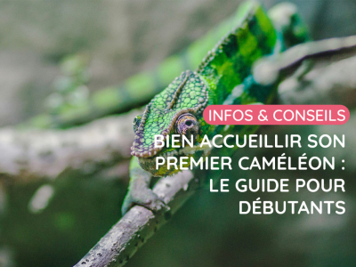 Bien accueillir son premier caméléon : le guide pour débutants