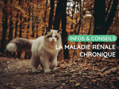 La maladie rénale chronique (MRC)