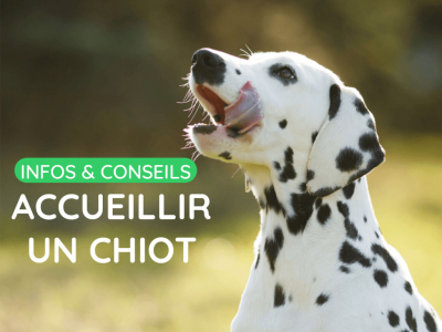 Accueillir un chiot