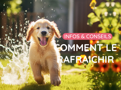 Comment rafraîchir votre animal pendant l'été : les bons gestes à adopter
