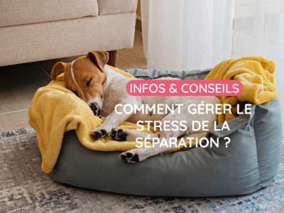 Chien et chat à la rentrée : comment gérer le stress de la séparation ?
