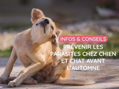 Fin d’été : prévenir les parasites chez chien et chat avant l’automne
