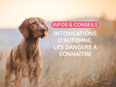 Intoxications d’automne chez le chien et le chat : les dangers à connaître