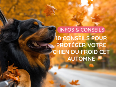 10 conseils pour protéger votre chien du froid cet automne