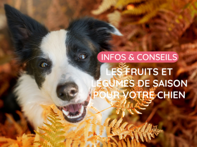 Les fruits et légumes de saison pour votre chien