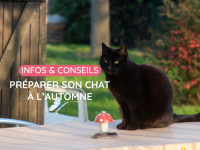 Préparer son chat à l’automne : les bons gestes pour une saison en douceur