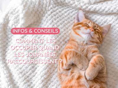 Chats d’intérieur : comment les occuper quand les journées raccourcissent ?