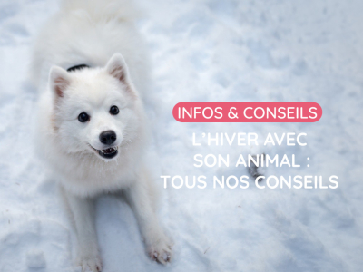 L’hiver avec son animal : tous nos conseils