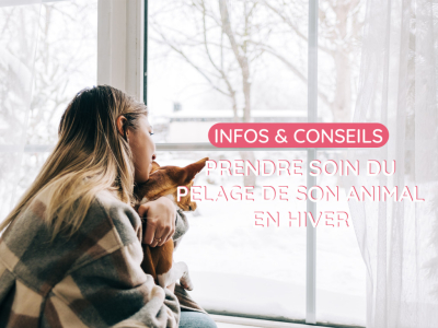 Prendre soin du pelage de son animal en hiver